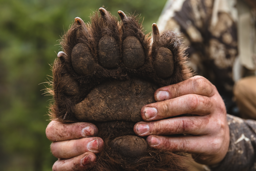 hunting black bear