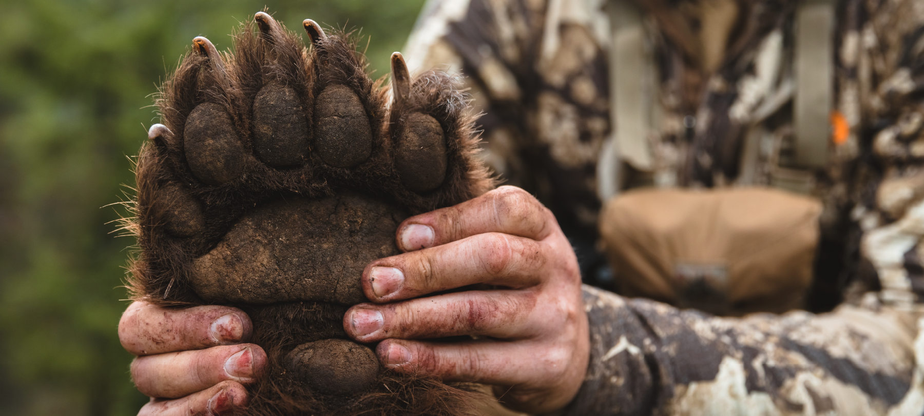 hunting black bear