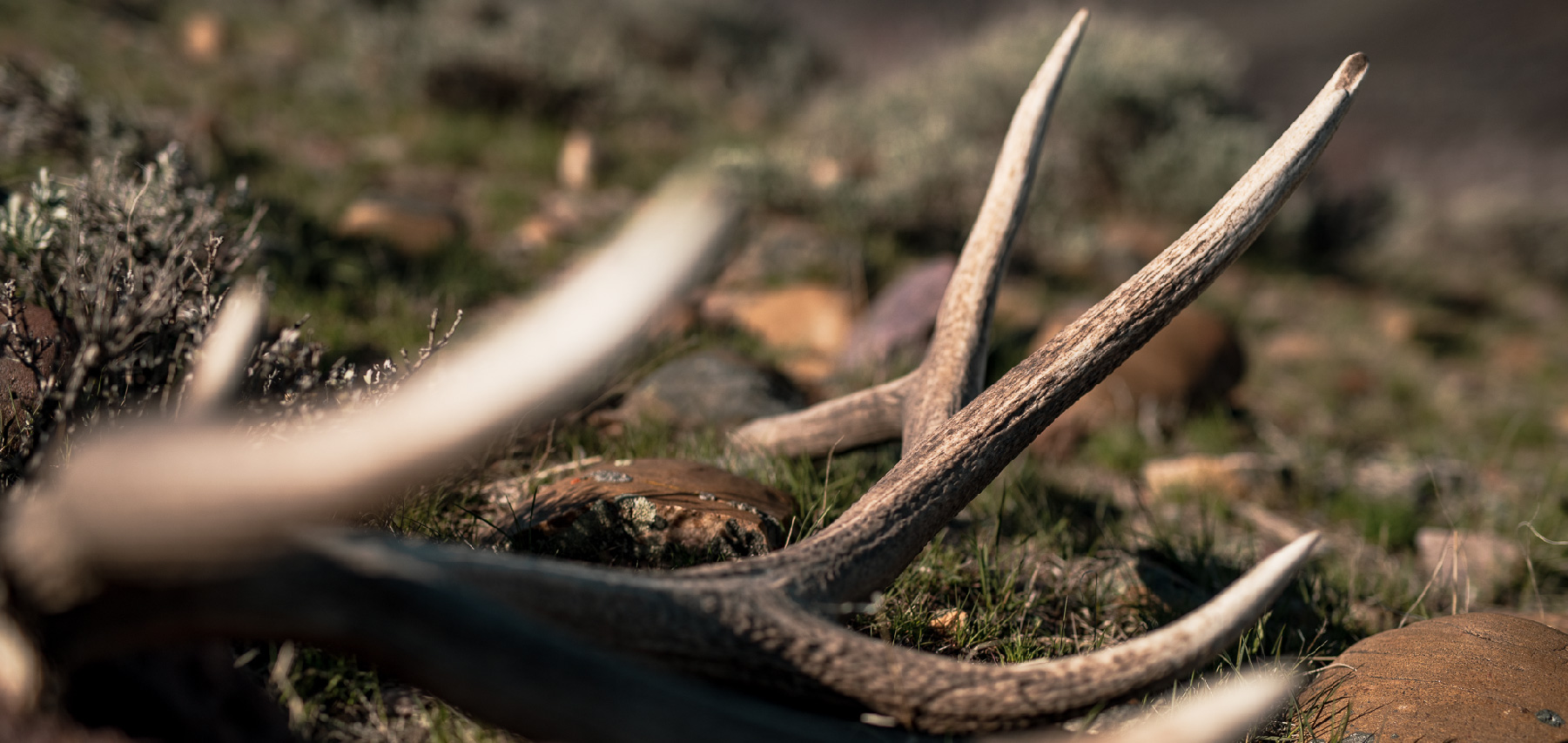 elk antler on ground