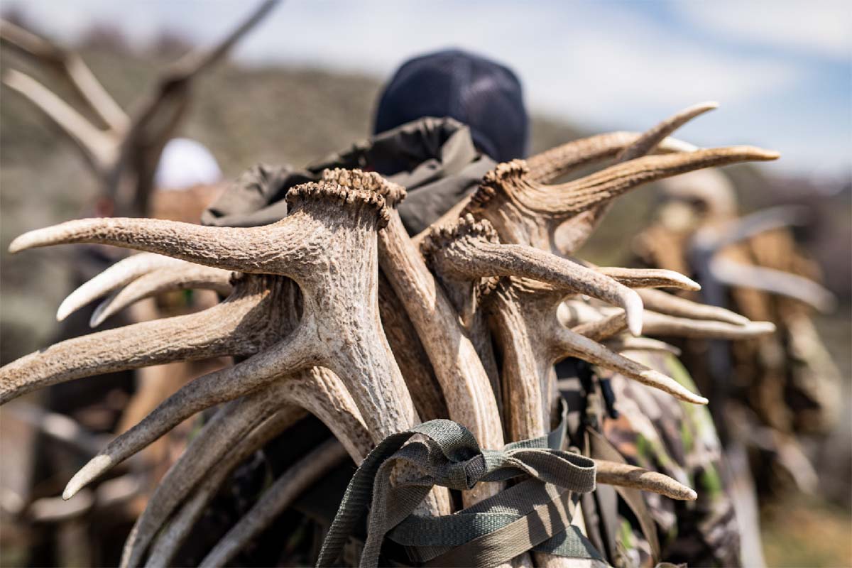 Person holding a bundle of elk antlers on their shoulder. Lead image for Three Tips To Find More Sheds