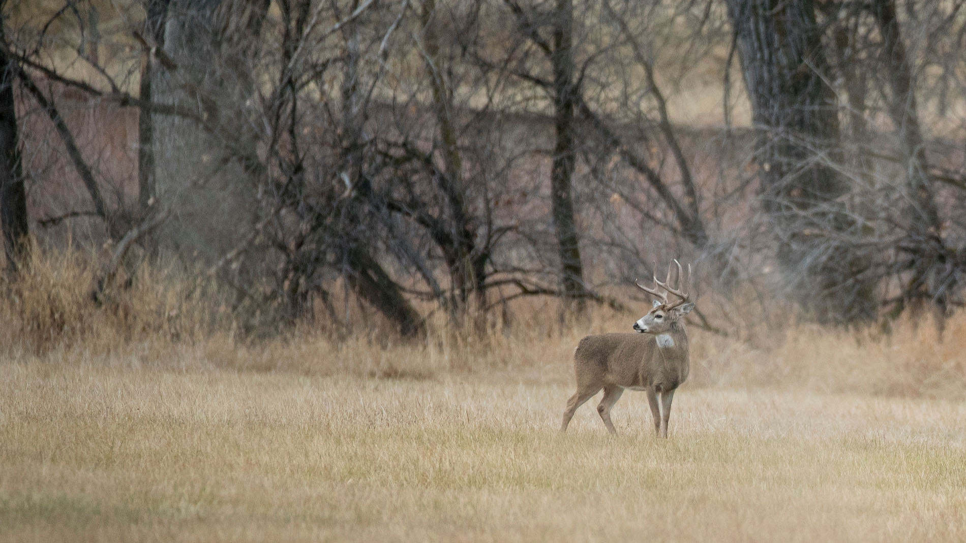 Tracking Northwoods Whitetails | Leupold